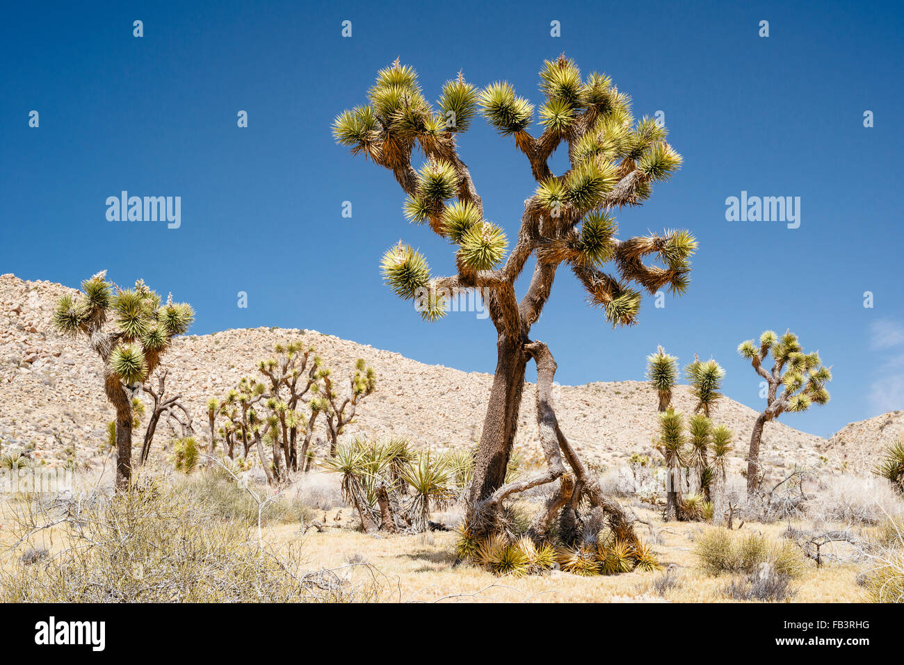 Alberi di Joshua in Yucca Valley, vicino a Joshua Tree National Park, California Foto Stock
