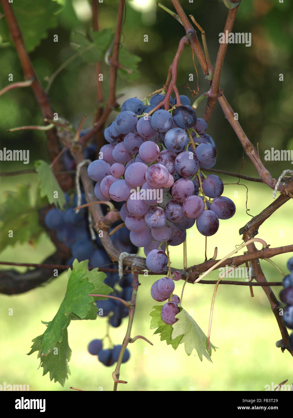 Close-up di grappoli di vino rosso uva sulla vite Foto Stock