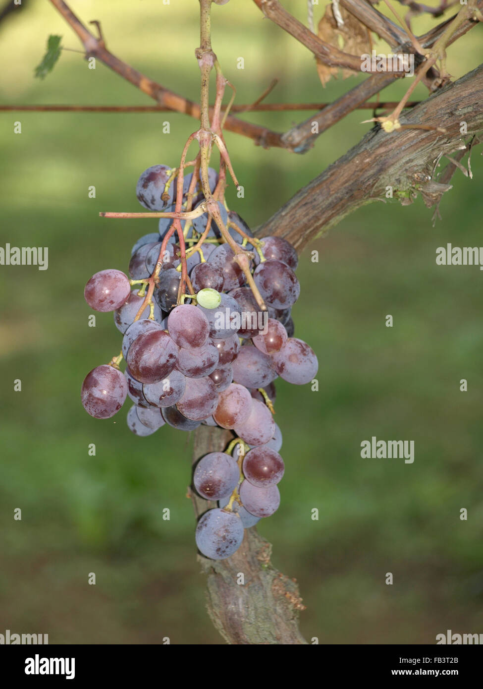 Close-up di grappoli di vino rosso uva sulla vite Foto Stock