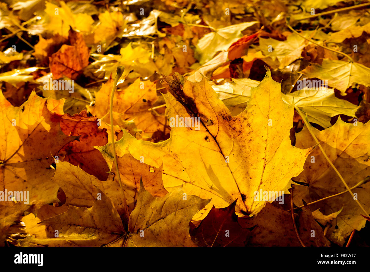 Foglie di acero in autunno, Bassa Austria Foto Stock