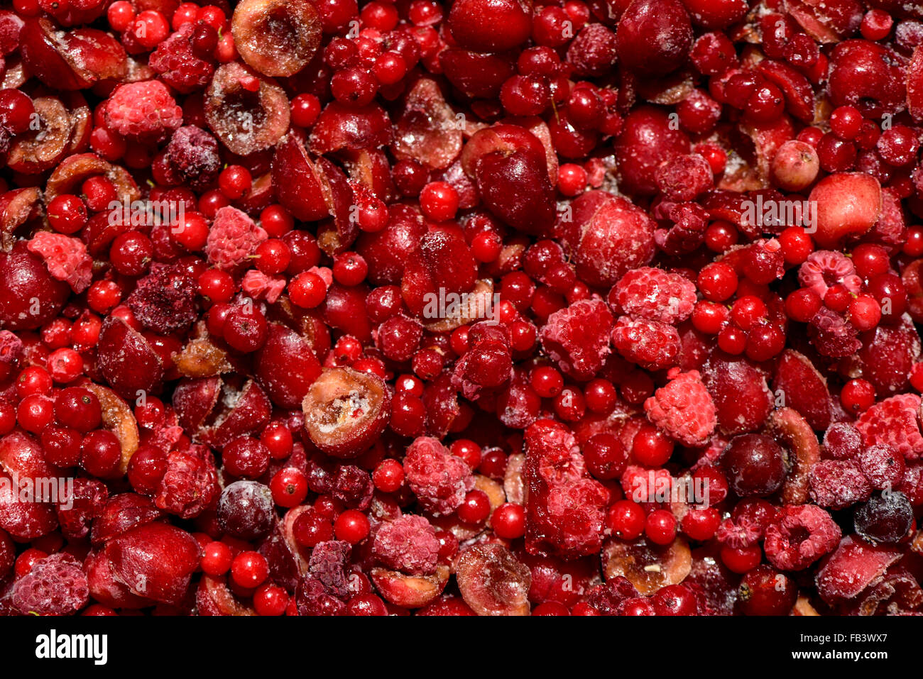 Giardino rosse bacche, congelate, Austria, Vienna Foto Stock