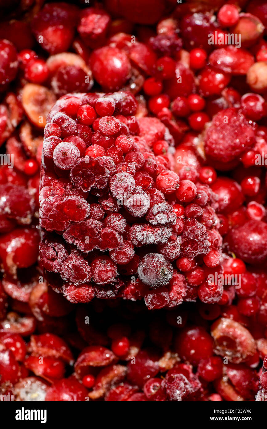Giardino rosse bacche, congelate, Austria, Vienna Foto Stock
