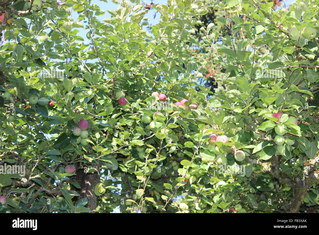 Mele sugli alberi Foto Stock