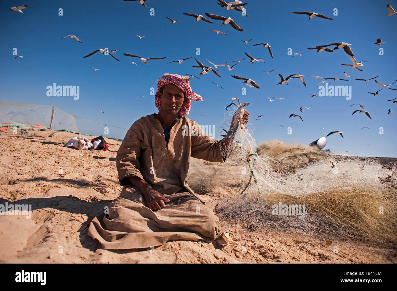 Fisherman estraendo il pesce dalle reti circondata da gabbiani, Oman Foto Stock