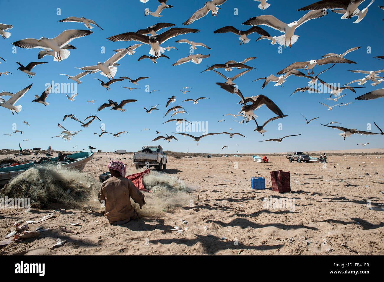 Fisherman estraendo il pesce dalle reti circondata da gabbiani, Oman Foto Stock