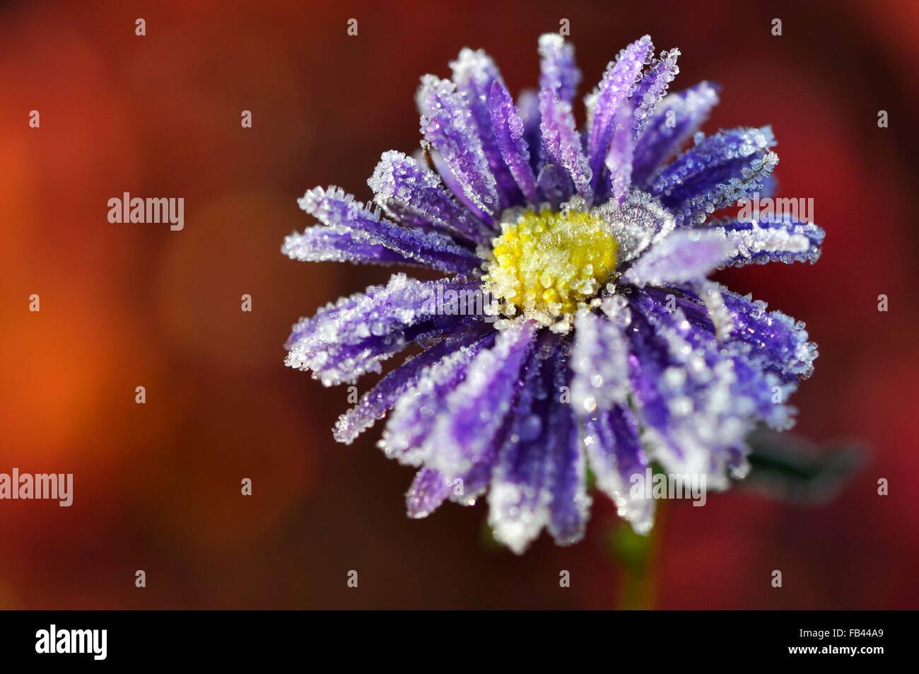 Cristalli di gelo invernale su un profondo blu Aster fiore con un ricco sfondo rosso. Foto Stock