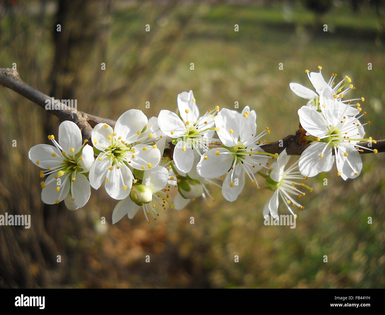 Fiori di melo Foto Stock