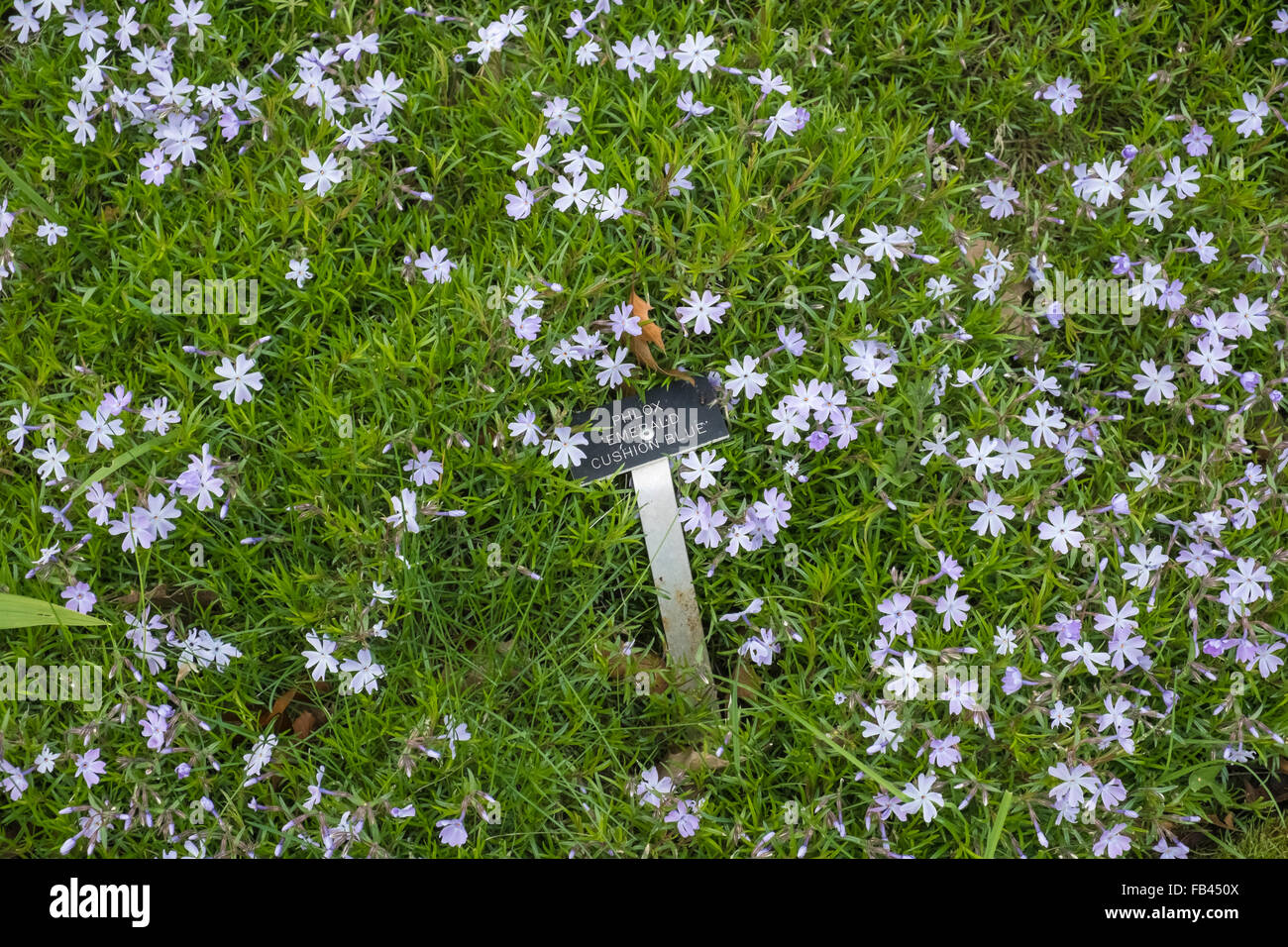 Phlox Emerald Cushion Blue piante fiorite, con impianto etichetta nome Foto Stock