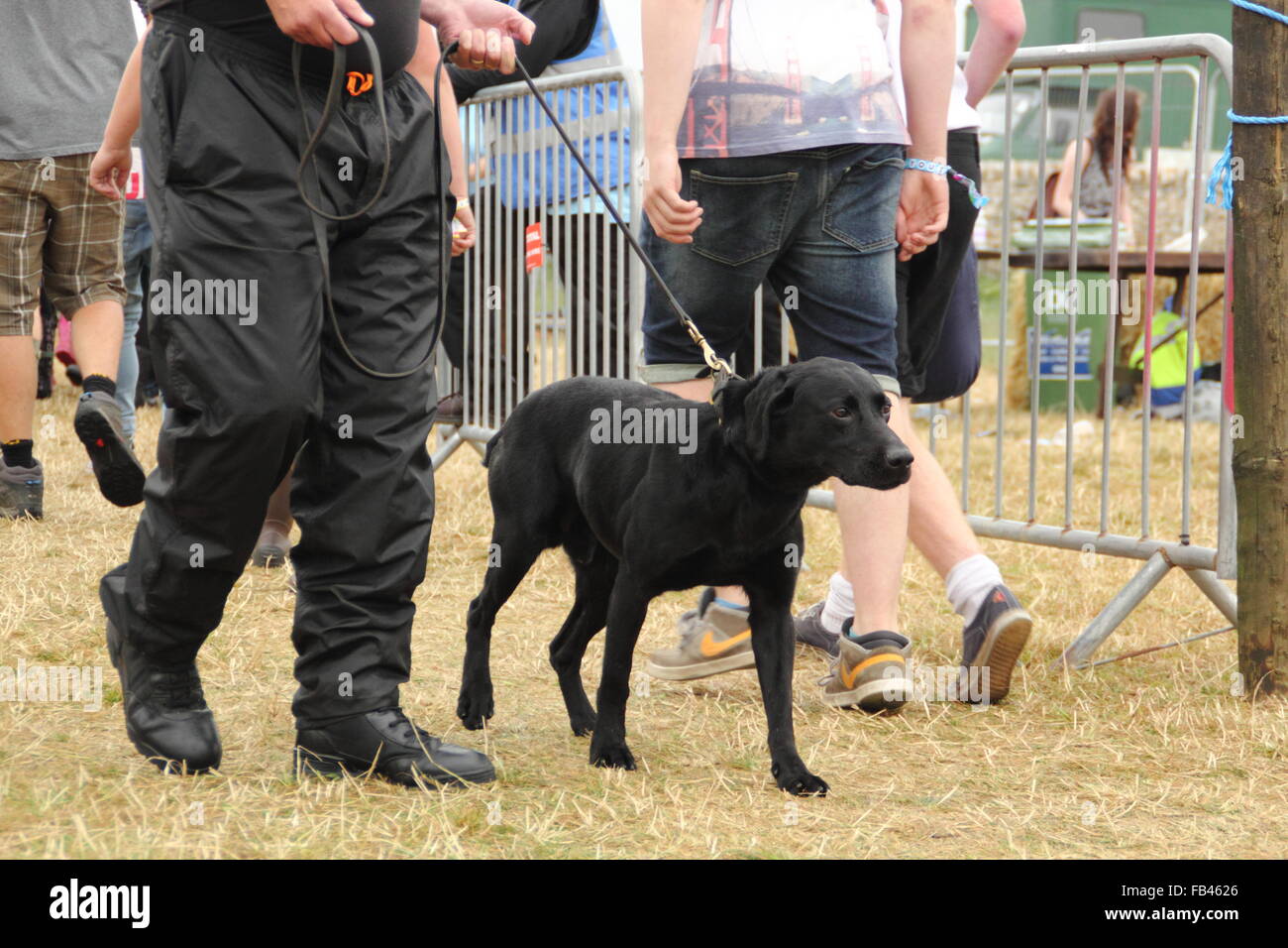 Uno sniffer cane e il gestore ricerca di droghe illegali in Y non music festival ingresso durante una routine di controllo di sicurezza, REGNO UNITO Foto Stock