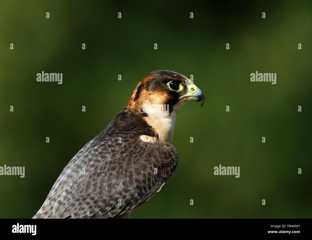 Falco pellegrino (Falco peregrinus) Foto Stock