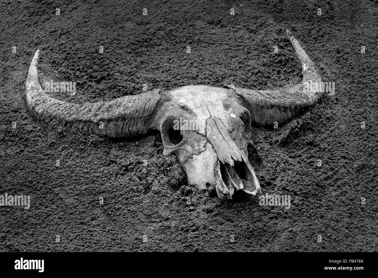 Cranio di animali in bianco e nero Foto Stock