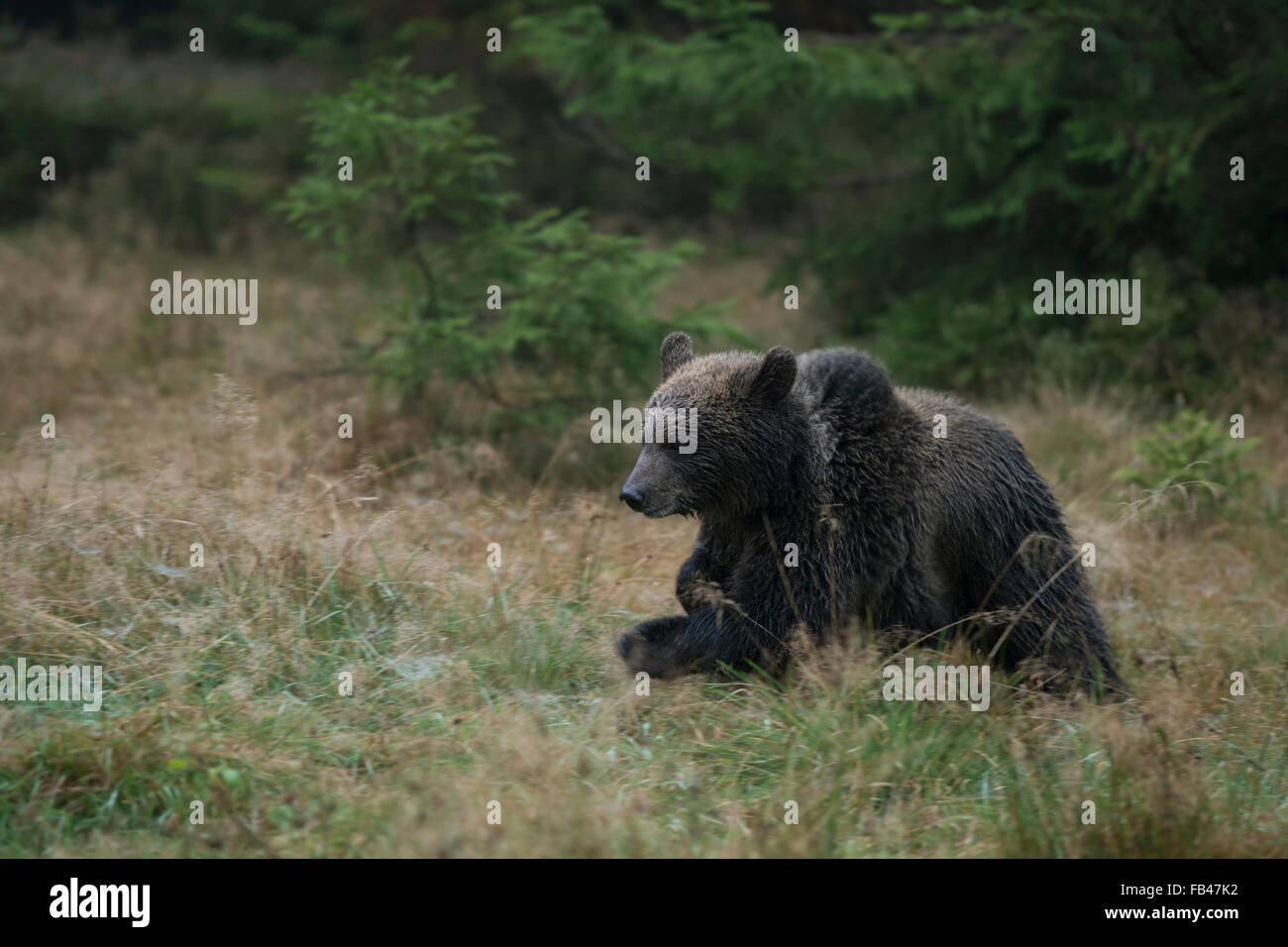 Unione orso bruno / europaeischer braunbaer ( Ursus arctos ), giovani cub, scorre su una radura, la mattina presto, panning shot. Foto Stock