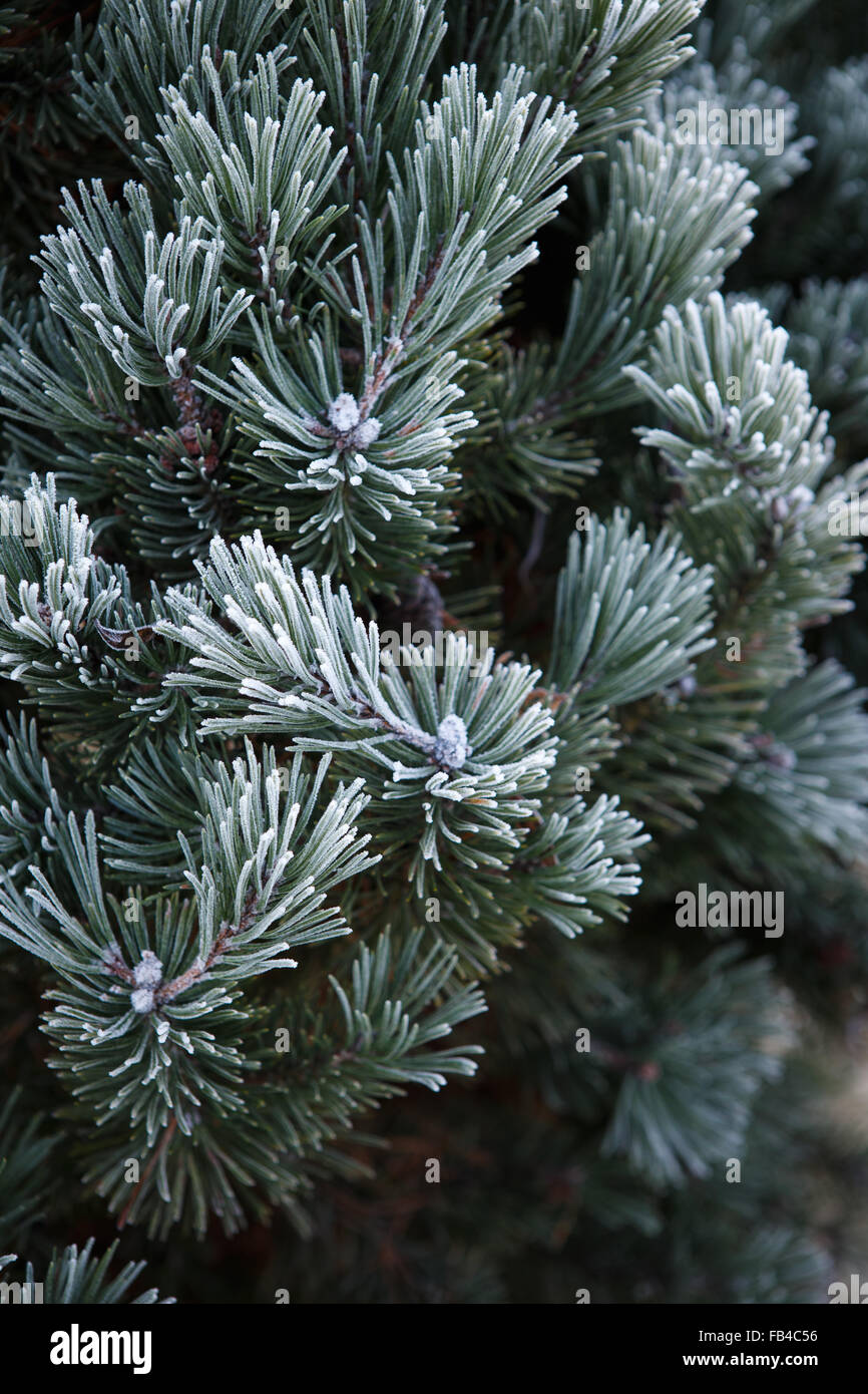 Gelo invernale sul pino, albero di natale di close-up Foto Stock