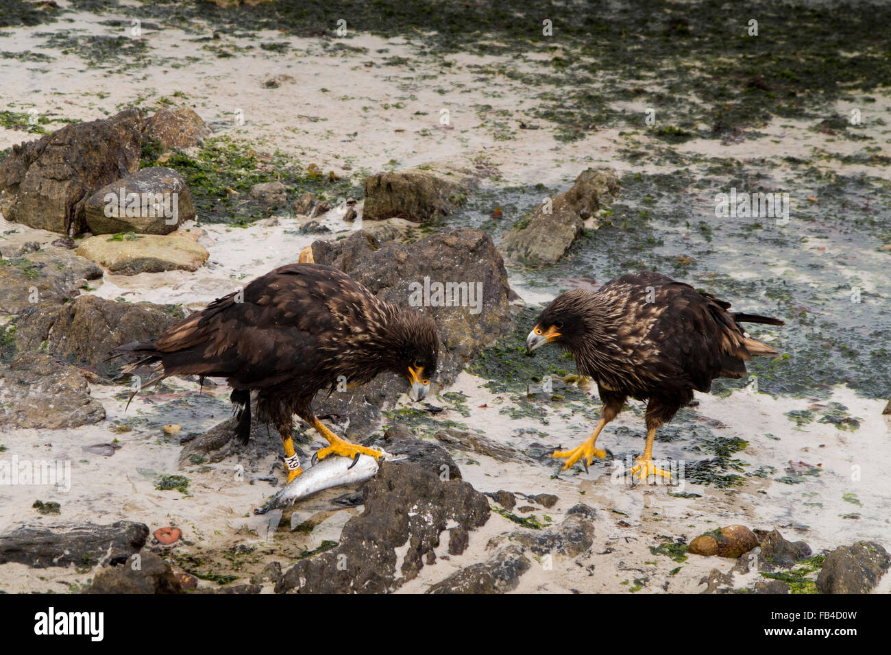 Atlantico Sud, Falklands, Isola di carcassa, caracara striato Phalcoboenus australis sulla spiaggia a mangiare pesce pescato in trappola Foto Stock
