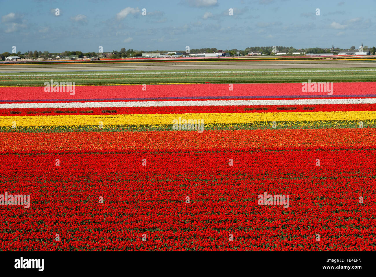 Campo Tulip Lisse, Zuid-Holland, Paesi Bassi Foto Stock