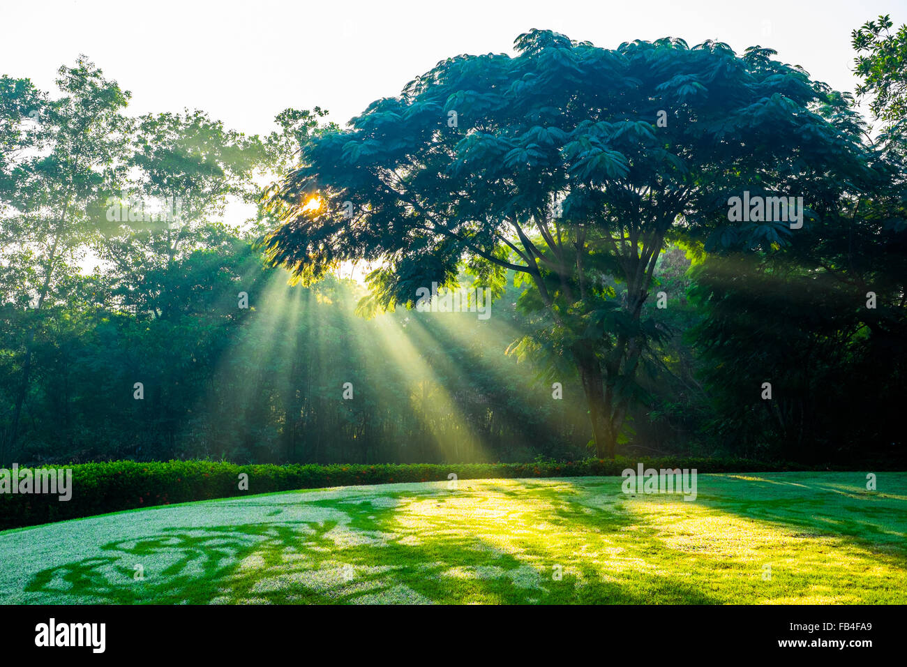 La luce del sole che splende attraverso i rami degli alberi per il campo da golf Campo di rinvio. Foto Stock