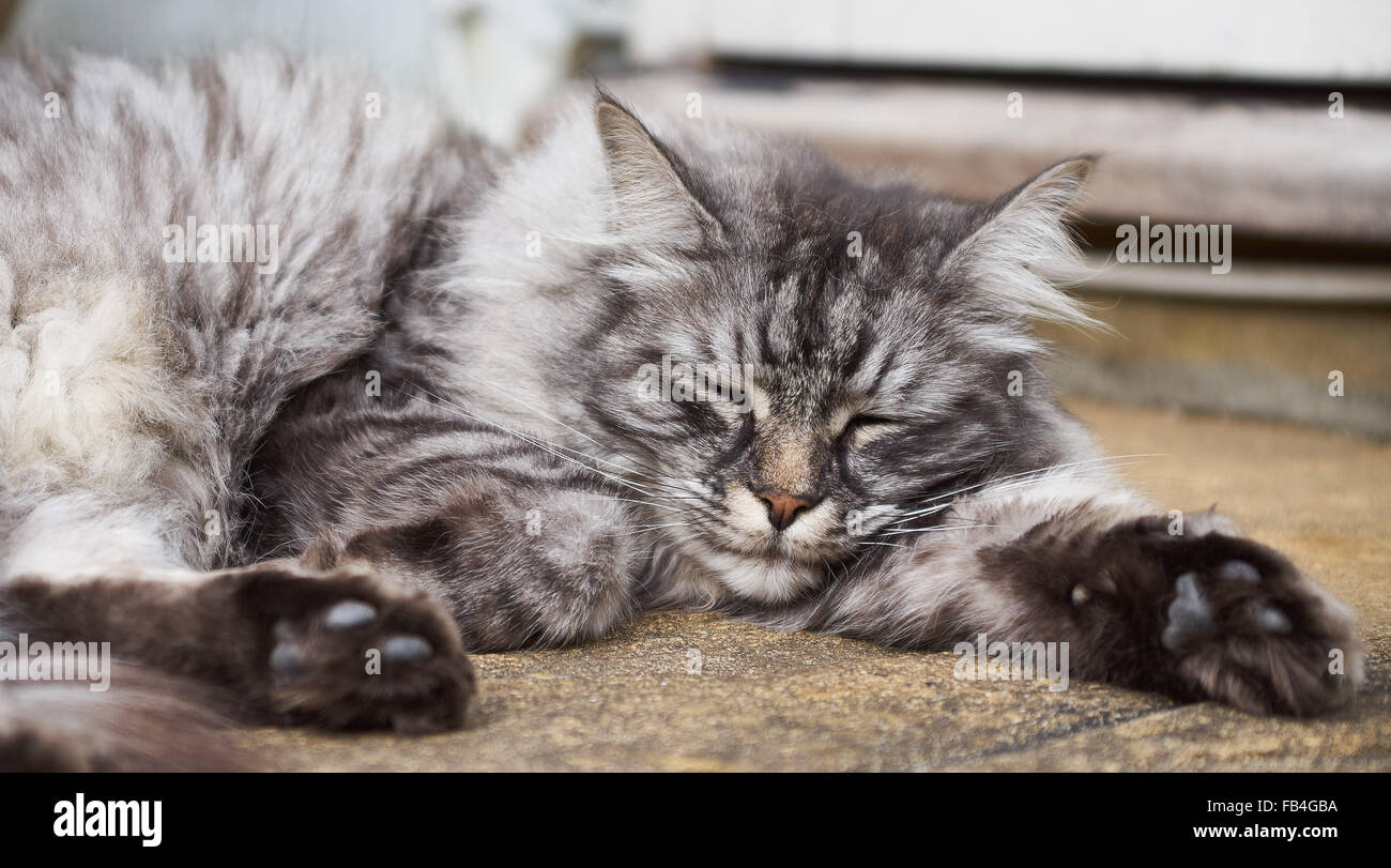 Con i capelli lunghi gatto persiano Foto Stock