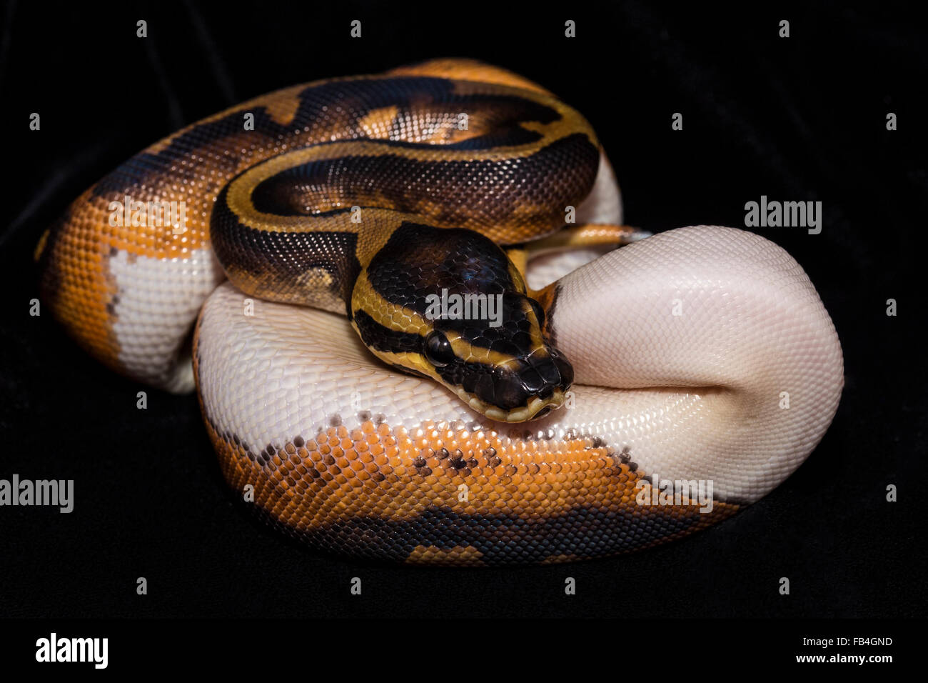 Royal Ball Python, pezzati mutazione del colore. Isolato sul velluto nero. Foto Stock