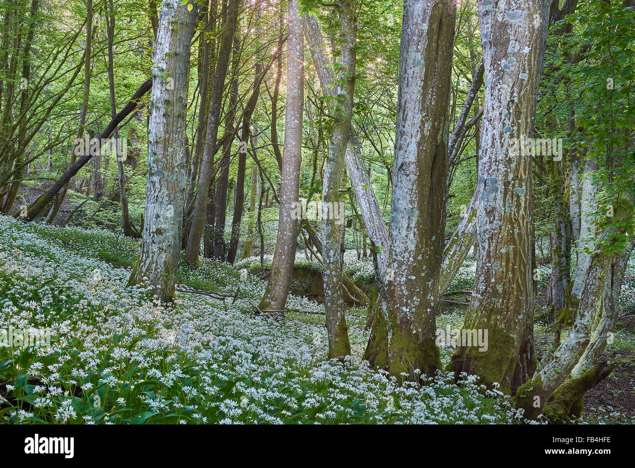 Antichi boschi con un tappeto di Ramsons Foto Stock