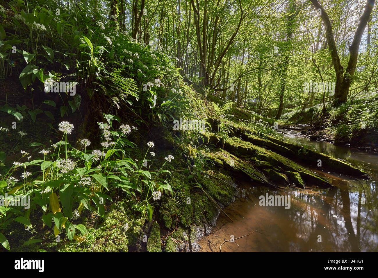 Antichi boschi in primavera con Ramsons Foto Stock