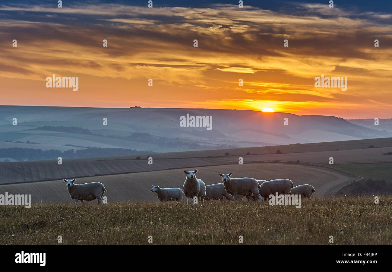 Pecore sul South Downs al tramonto Foto Stock