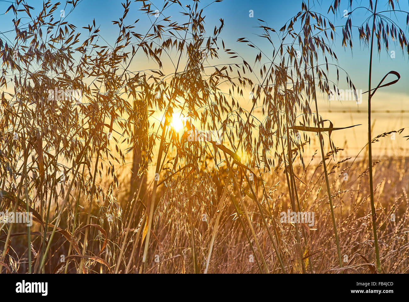 Avene un erbe secche al tempo del raccolto - Sera Foto Stock