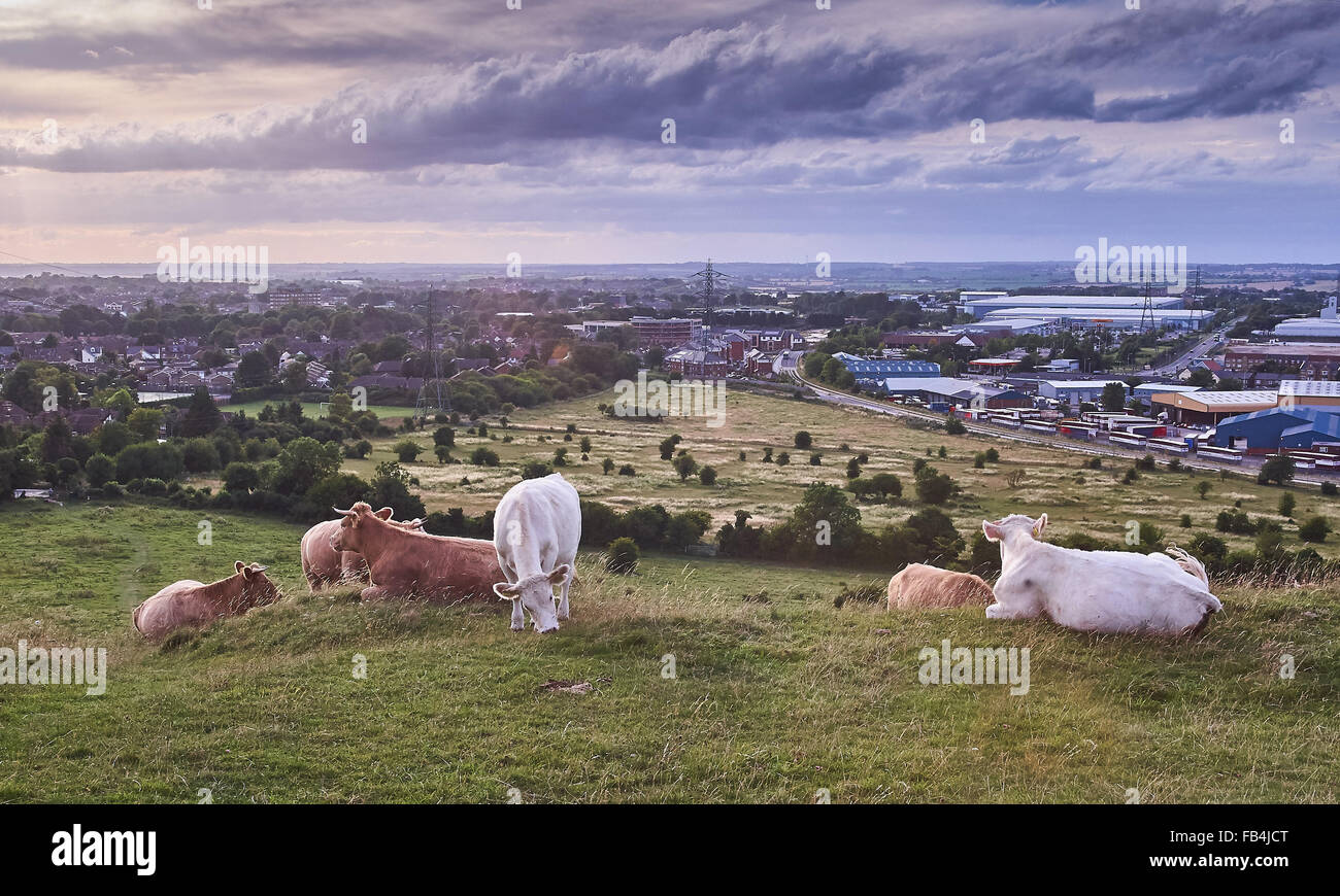 Downland vista di Dunstable dai colpi bassi Foto Stock