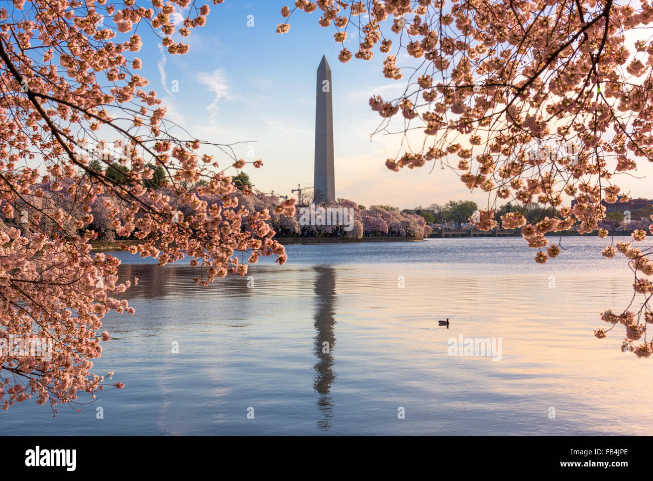 Washington DC, Stati Uniti d'America presso il bacino di marea con il Monumento a Washington nella stagione primaverile. Foto Stock