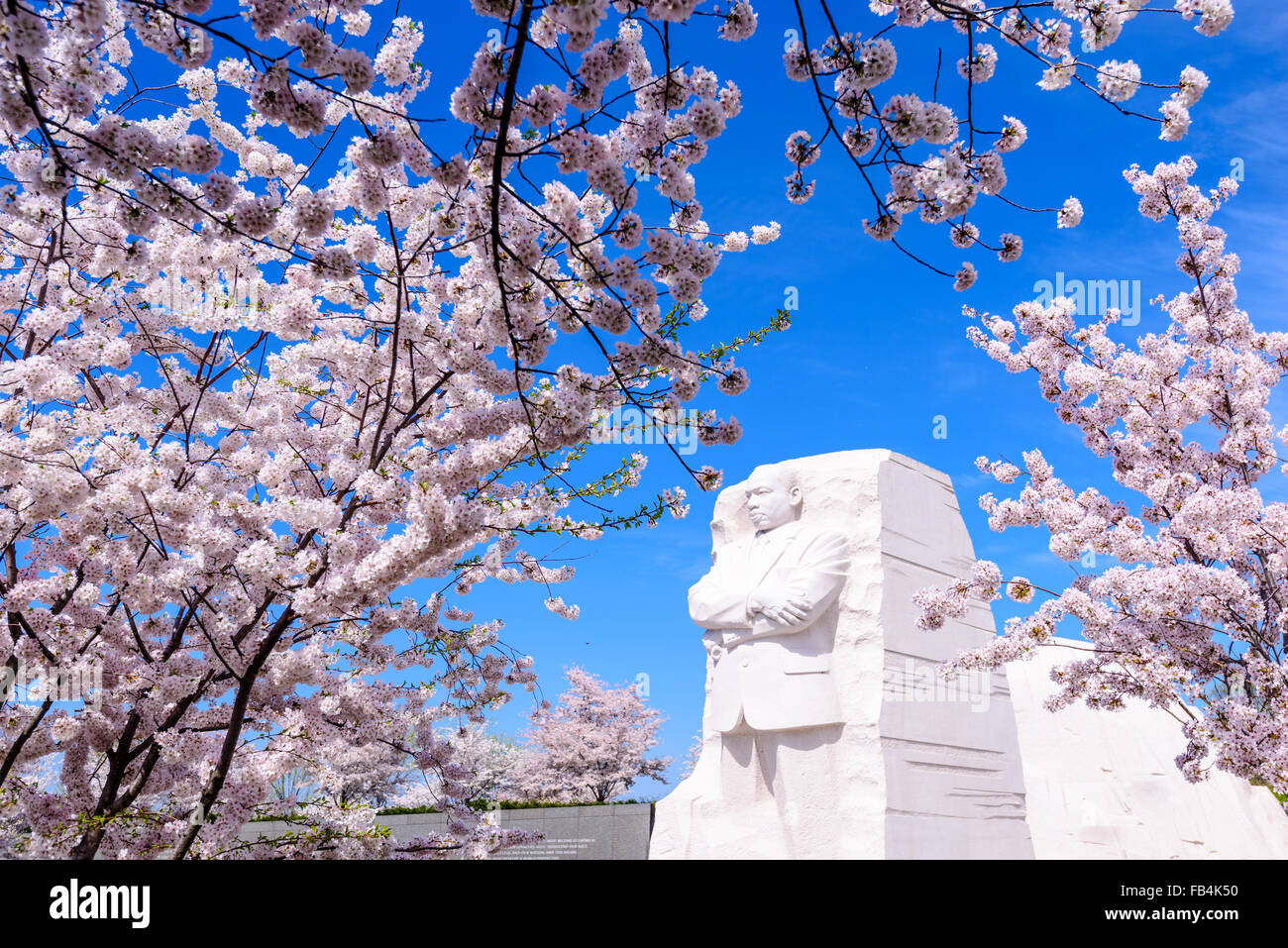 Il memoriale al leader dei diritti civili Martin Luther King Jr in Wasington DC, Stati Uniti d'America durante la primavera la fioritura dei ciliegi stagione. Foto Stock