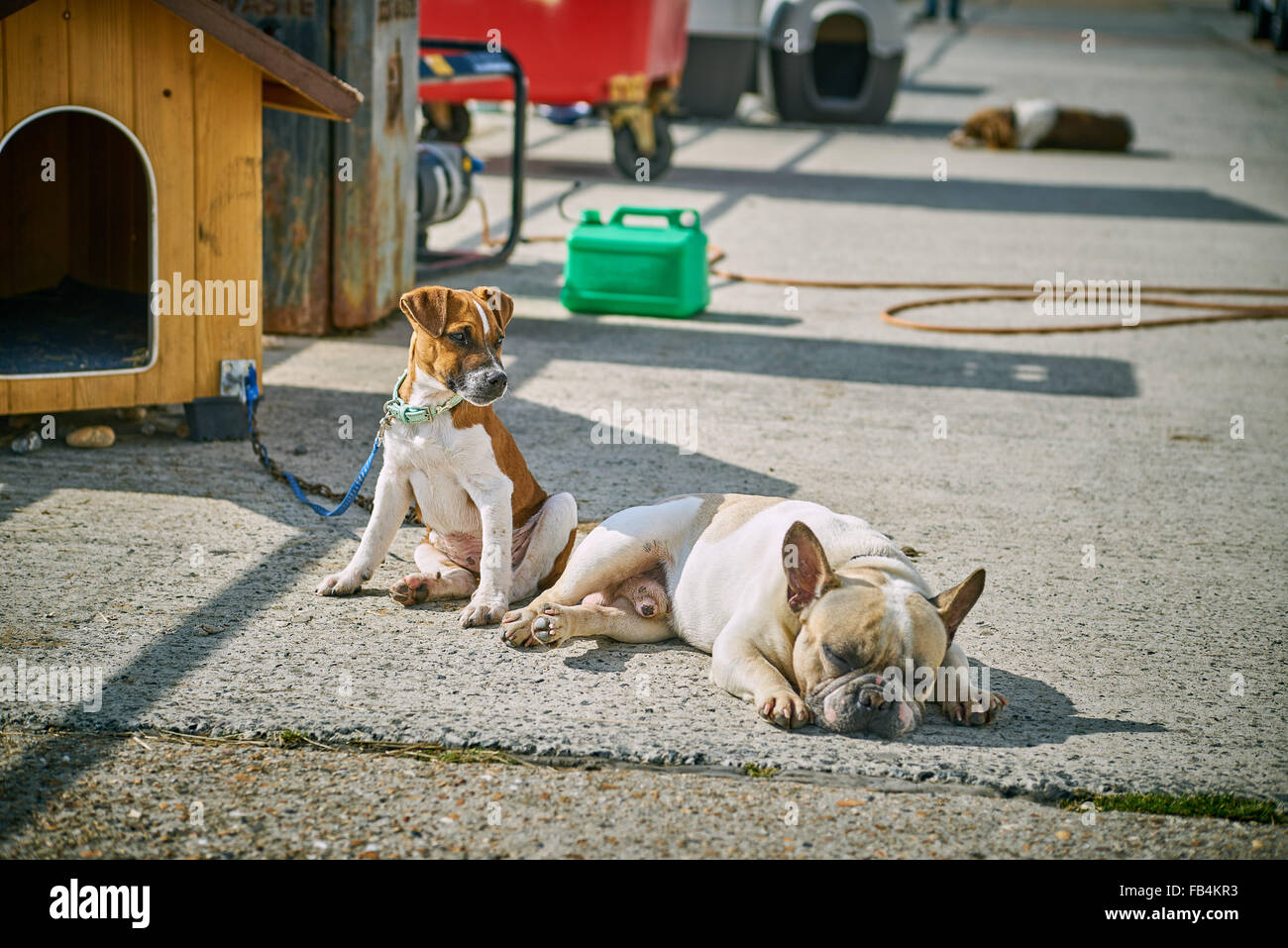 Cucciolo cani in appoggio al sole al di fuori del loro allevamento Foto Stock