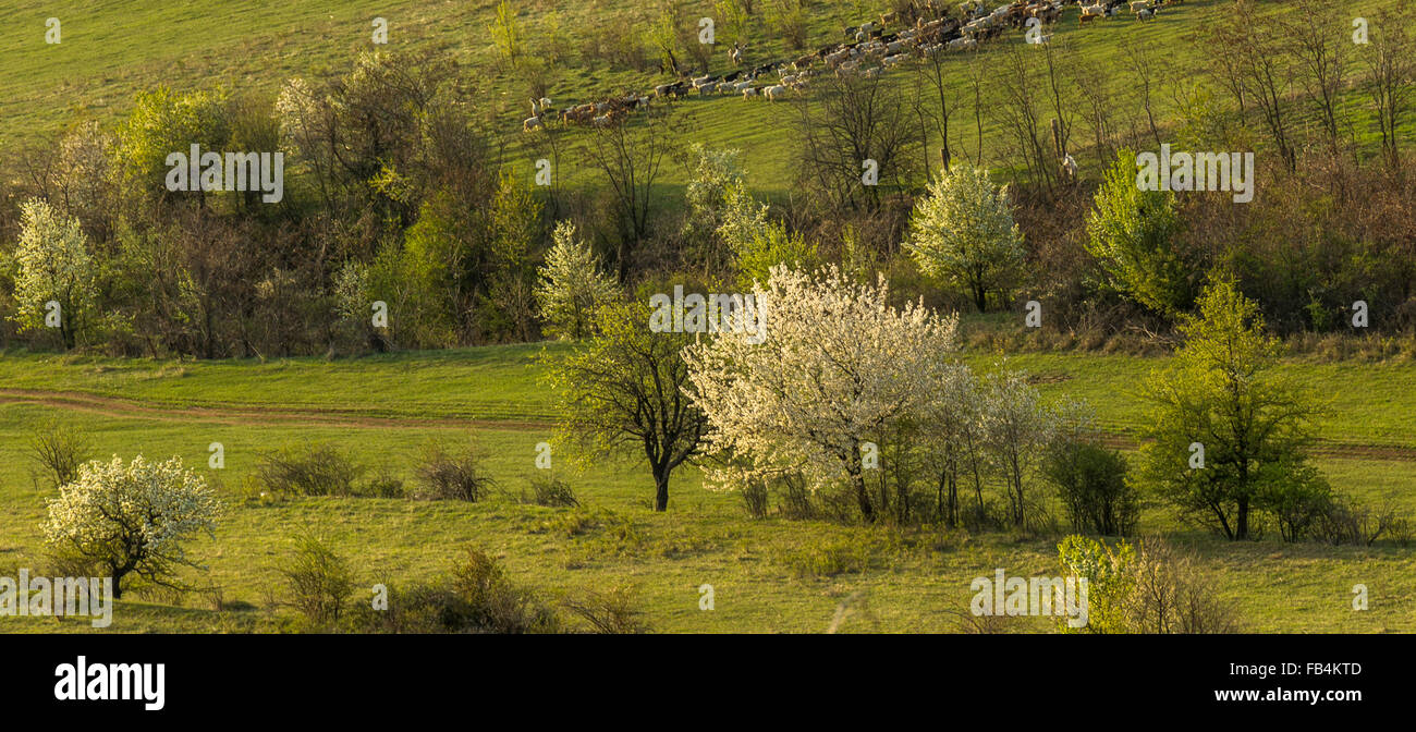 Verdi alberi ed erba in primavera con un allevamento di ovini in background Foto Stock