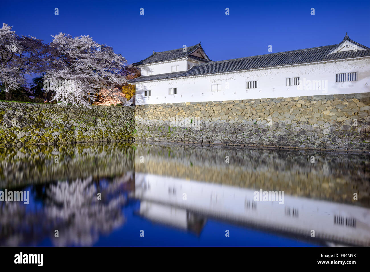 Hikone, Giappone sakura ciliegi al castello di Hikone fossato esterno. Foto Stock