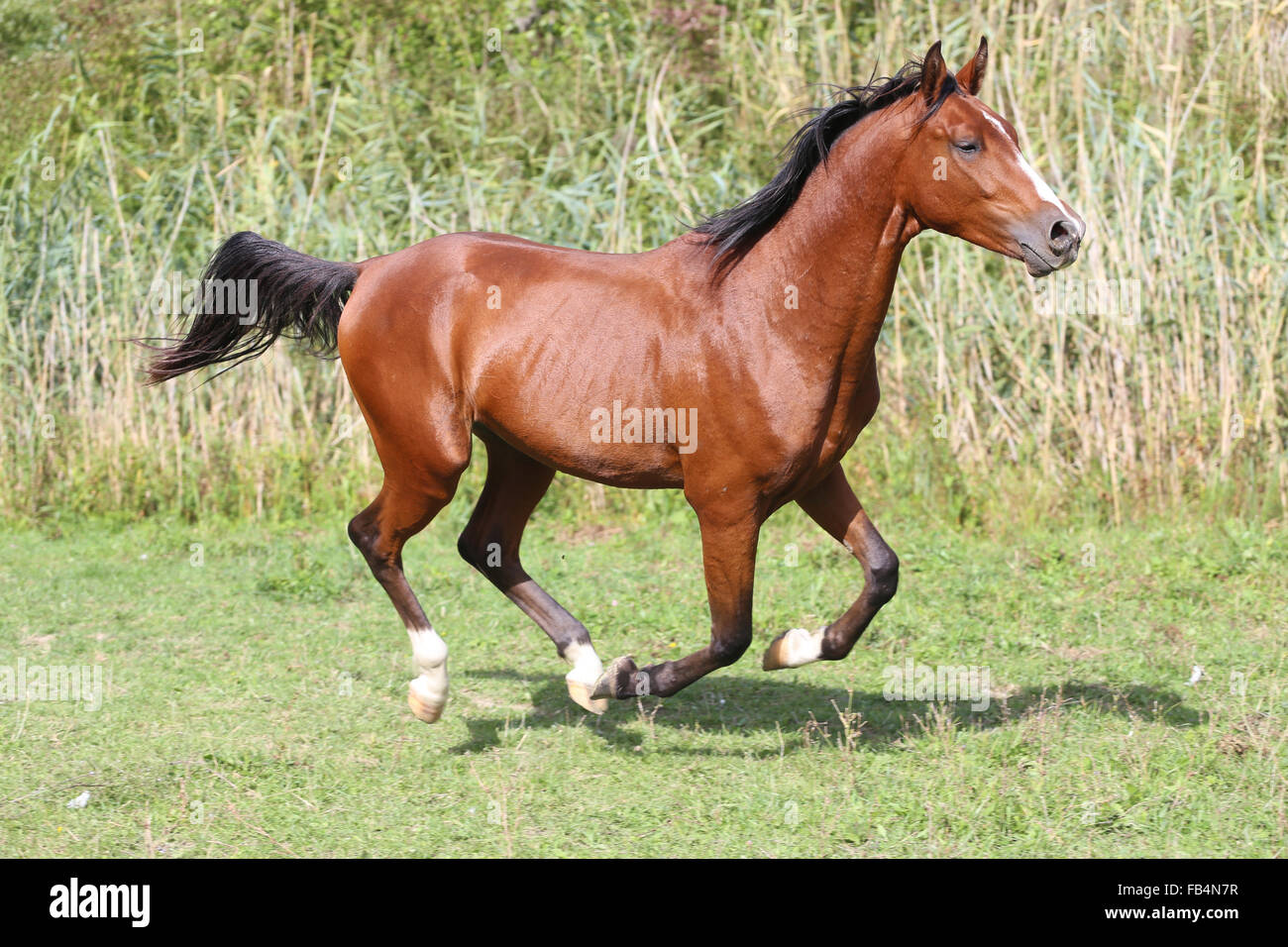 Razza araba cavallo al galoppo su pascolo contro verde reed Foto Stock