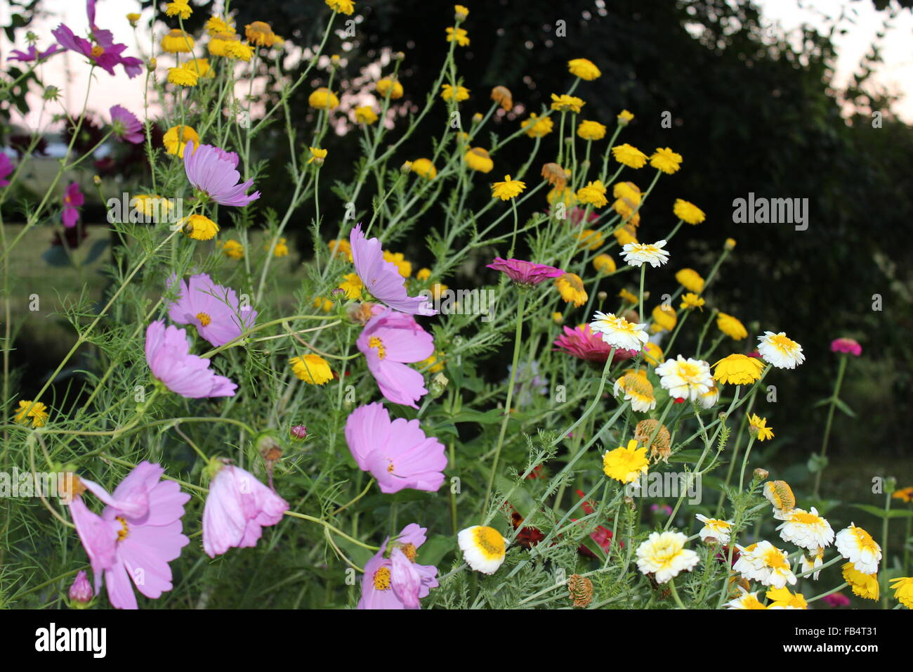 Bouquet floreale Foto Stock