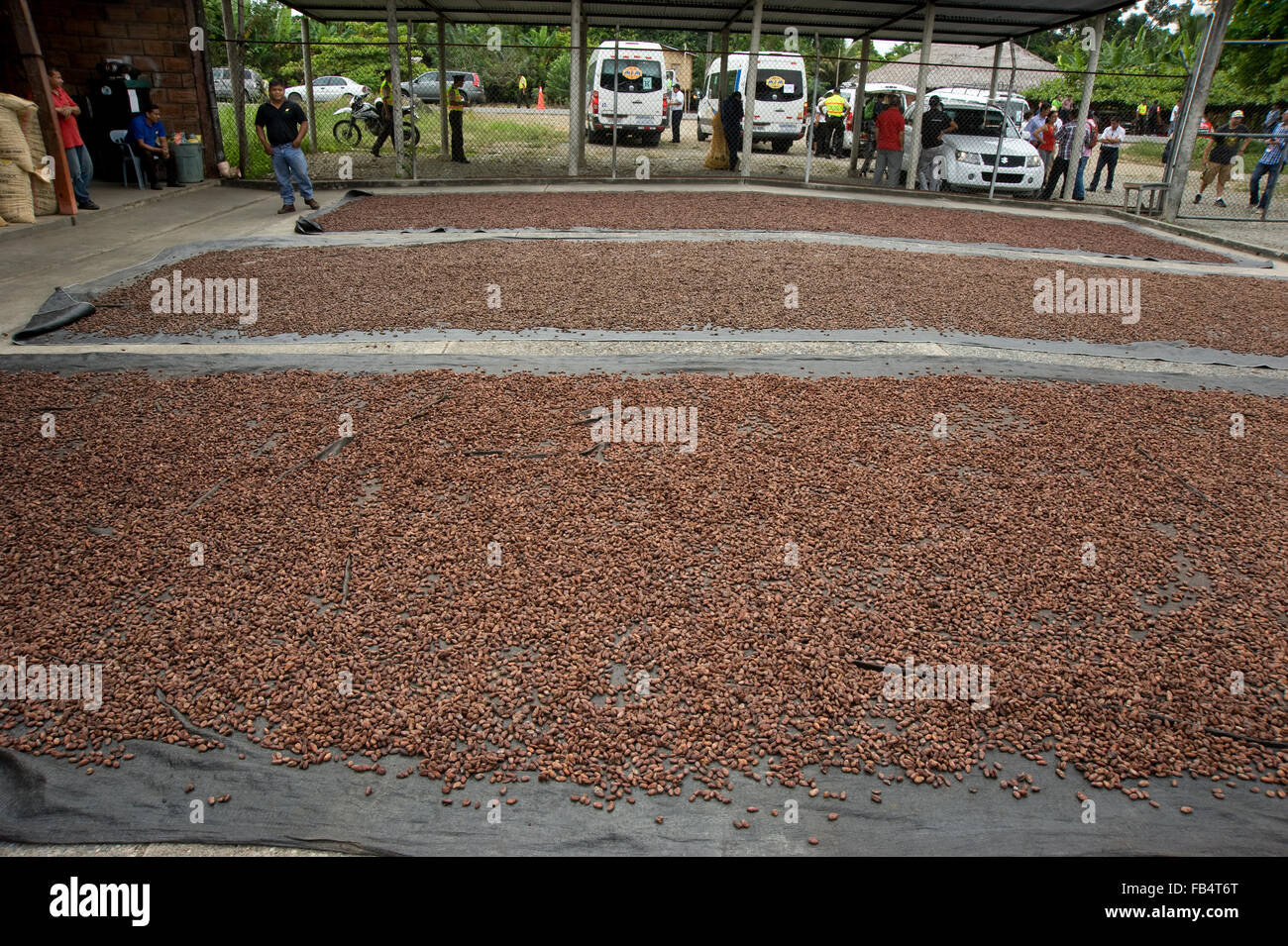 Le fave di cacao che asciugano al sole in una fabbrica di piantagione in Ecuador, Sud America Foto Stock