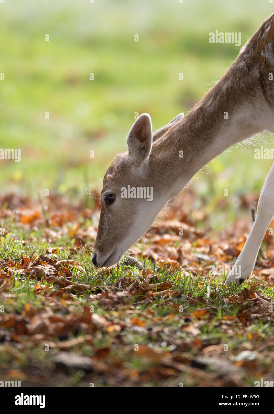 Daini doe pascolo Foto Stock