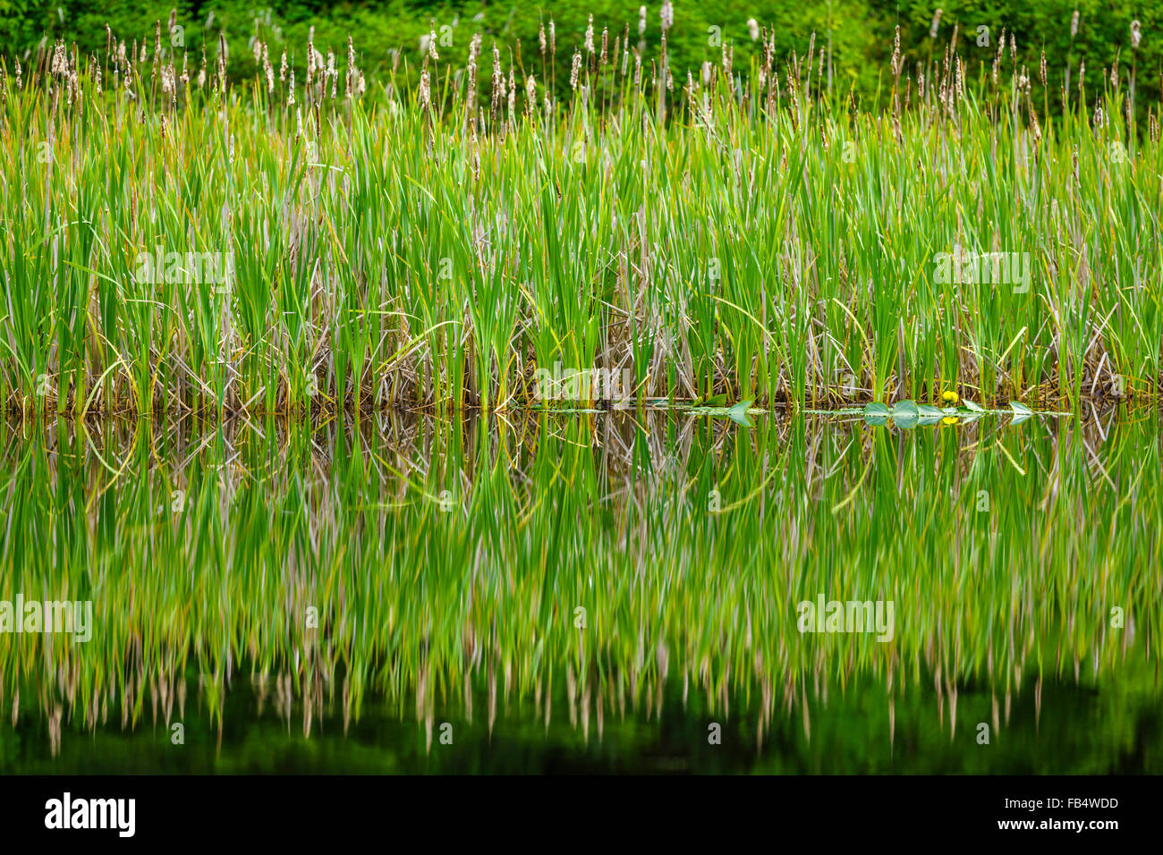 Stagno con Bull Rush, Isola di Vancouver, Canada Foto Stock