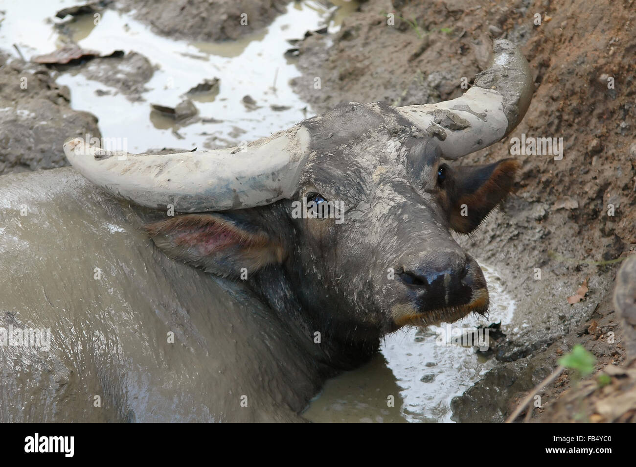 bufalo d'acqua Foto Stock