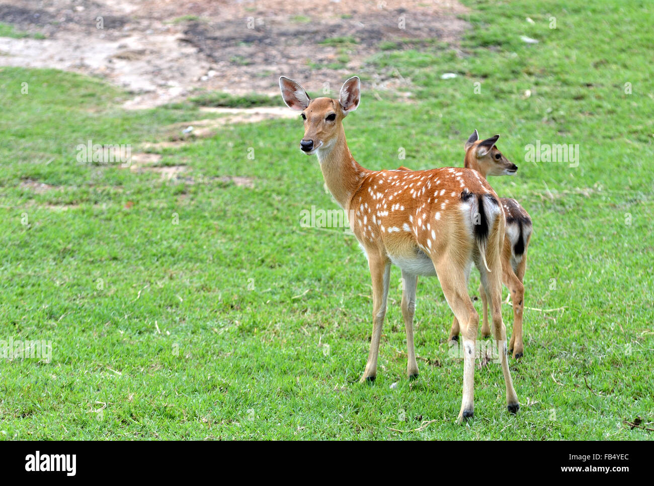 Giovani cervi sika e la loro madre Foto Stock