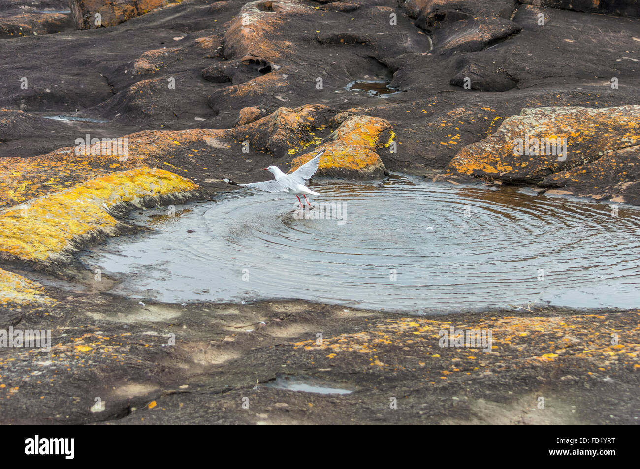 Seagull in rock-piscina, Seagull balneazione in rockpool, Seagull battenti fuori rockpool, costiere uccello in volo. Laridae. Foto Stock