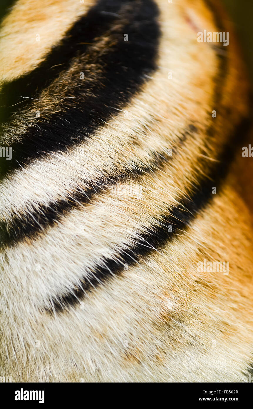 Testurizzato di tigre del Bengala fur Foto Stock
