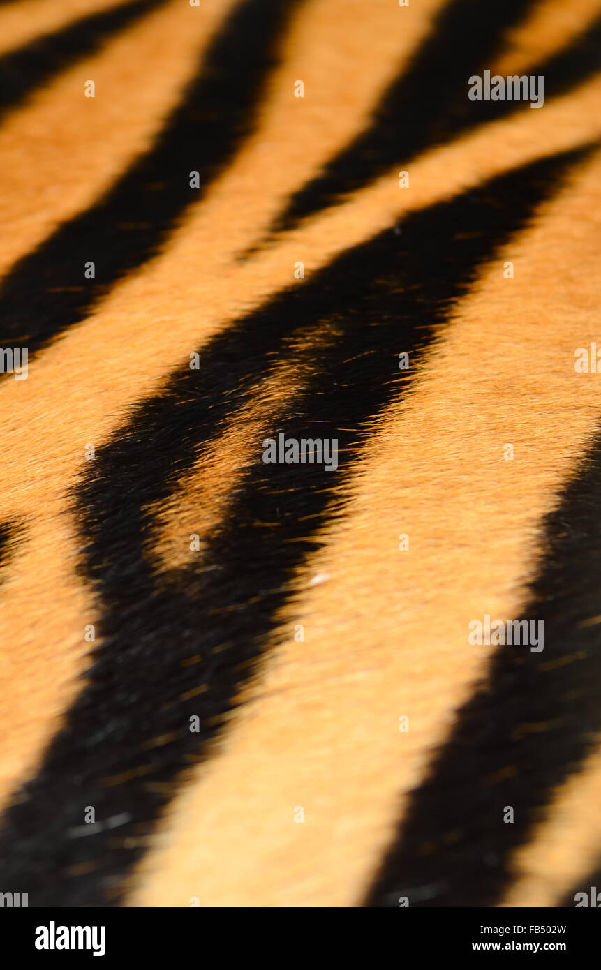 Testurizzato di tigre del Bengala fur Foto Stock