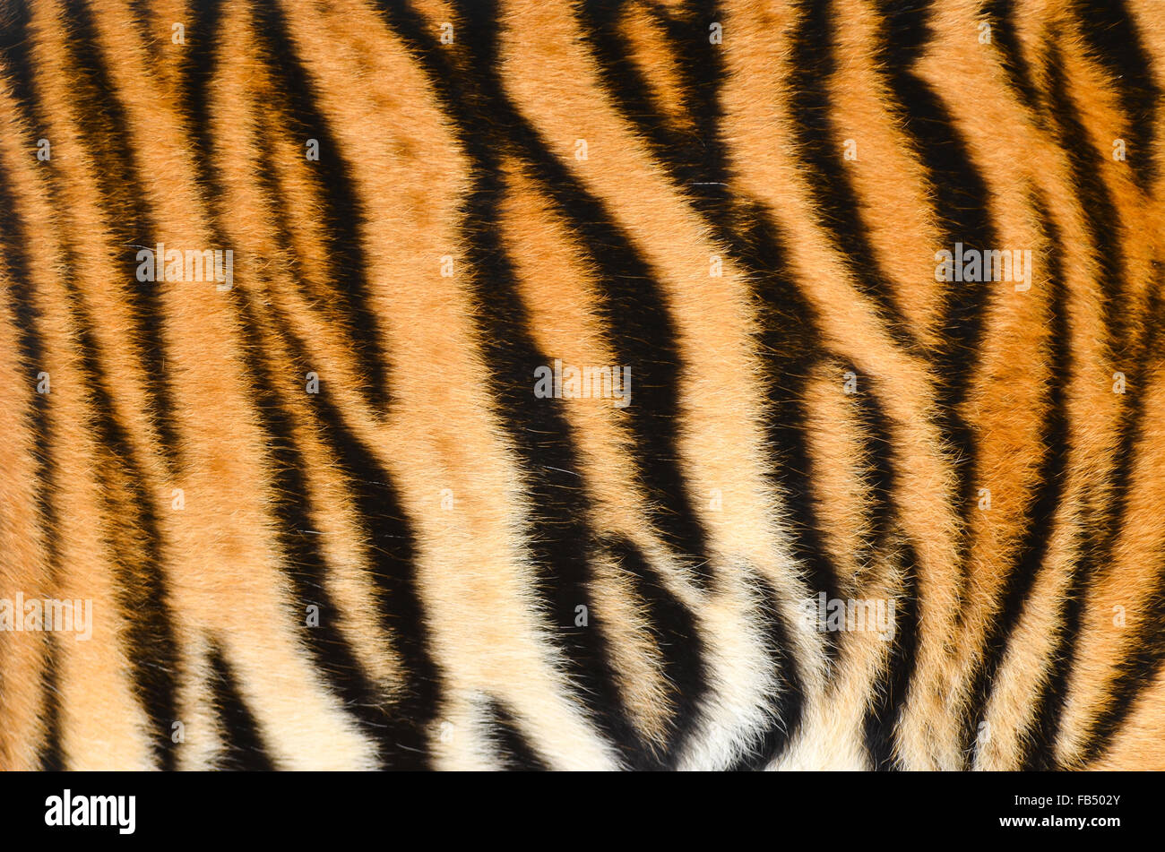 Testurizzato di tigre del Bengala fur Foto Stock