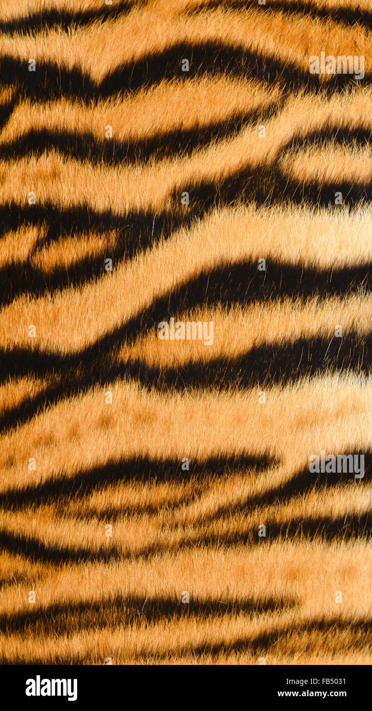 Testurizzato di tigre del Bengala fur Foto Stock