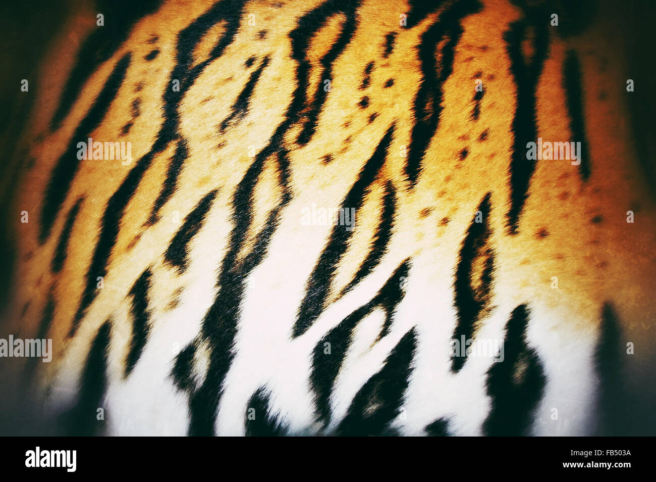 Testurizzato di tigre del Bengala fur Foto Stock