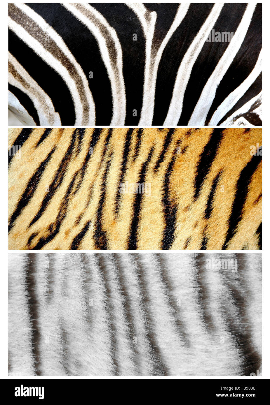 pelle di animali Foto Stock