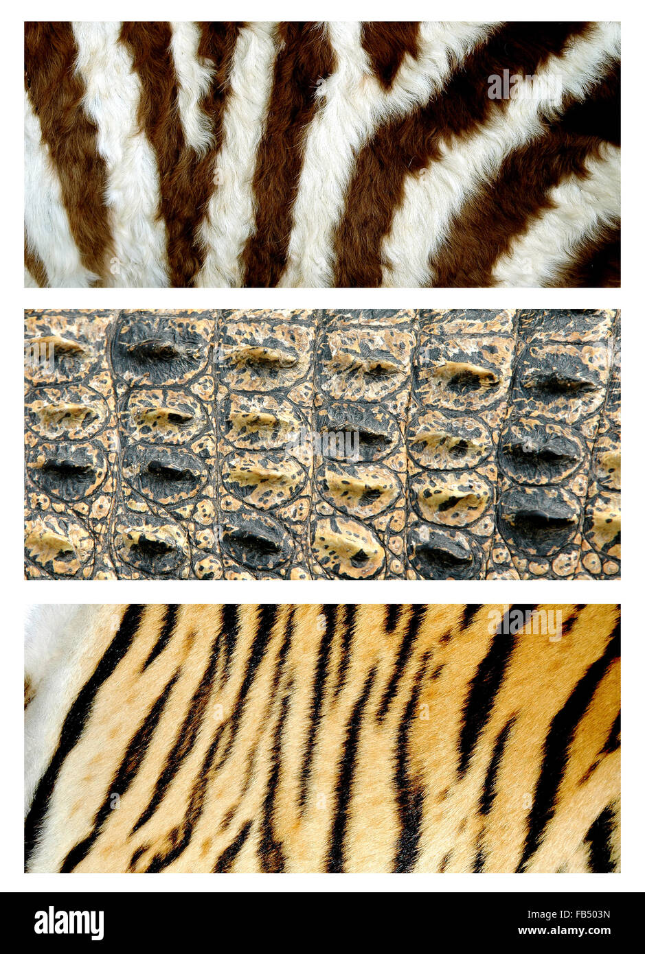 pelle di animali Foto Stock