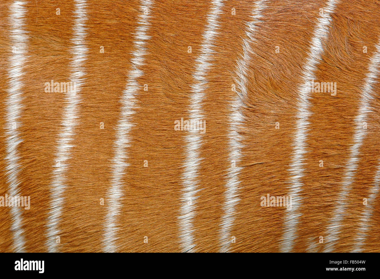 Testurizzato di nyala fur (Tragelafhus angasii) Foto Stock