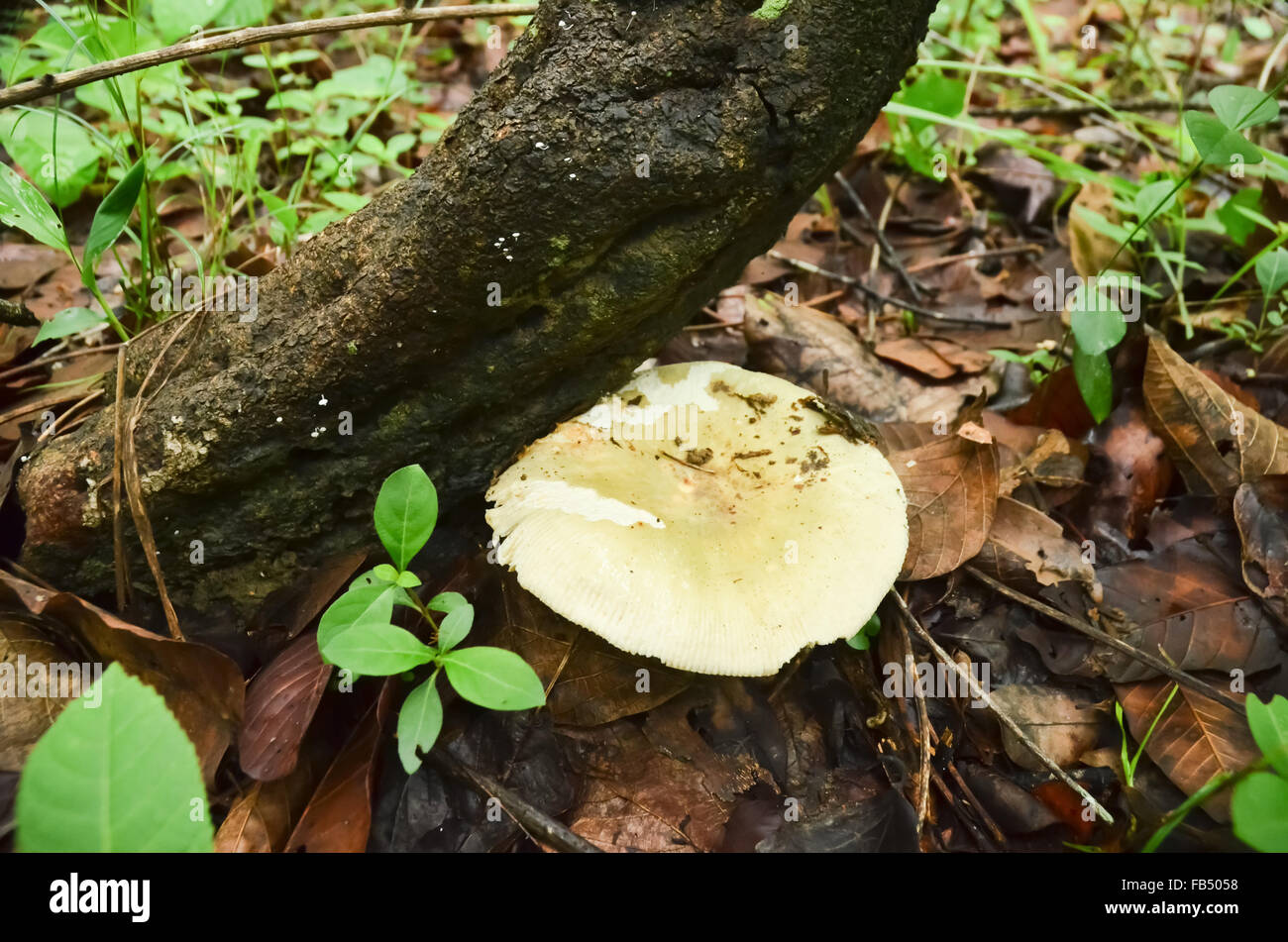 Russula virescens Fr. o Agaric verde Foto Stock