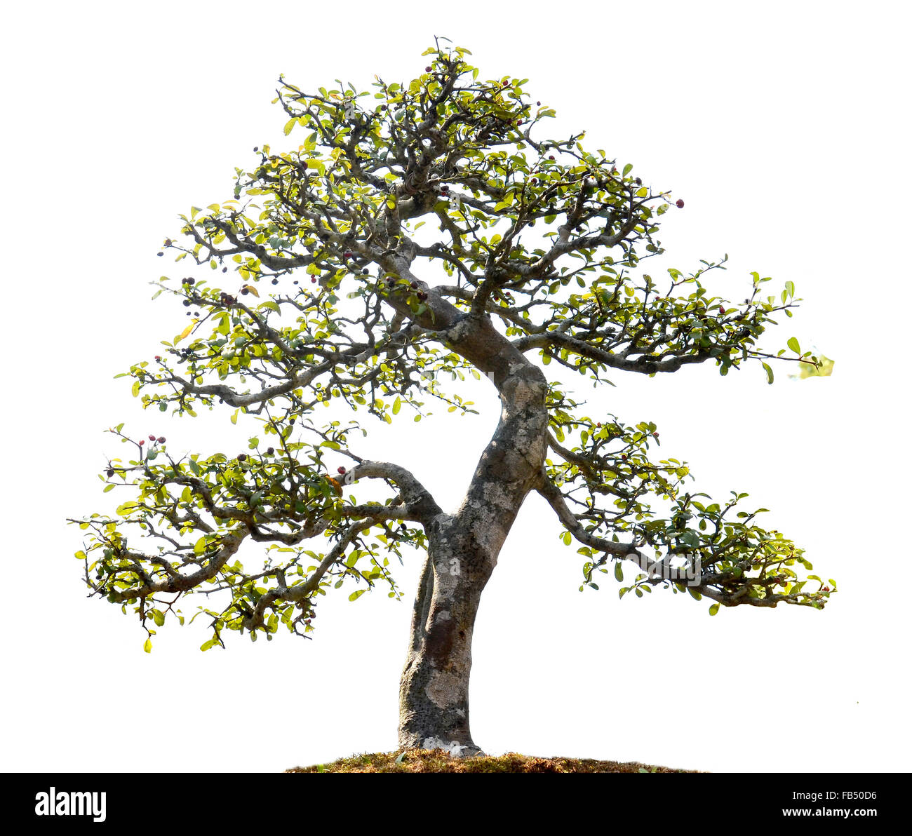 Bellissimo albero di bonsai isolati su sfondo bianco Foto Stock